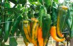 Harvesting peppers – is it really better to pick them green?