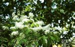 Why bird cherry does not bloom: identifying and eliminating the causes of the problem
