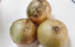 What types of onions are there - types, photos and descriptions