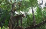 Nga majmuni te njeriu: dhjetë hapa Përkufizimi i fjalës evolucion në fjalorë