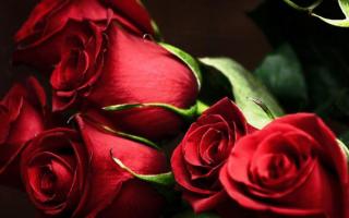 Miksi haaveilet ruusuista, punaisista, valkoisista, vaaleanpunaisista tai eri väreistä, nähdäksesi paljon ruusuja kotona tai lumessa unessa, nähdä ruusupensaita unessa - miksi unelmoida