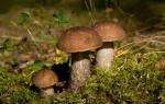 Boletus хураах, хоол хийх нууц