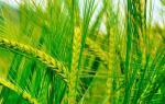 Šta se pravi od pšenice?  Pšenična kaša.  Pšenični hljeb.  Raznolikost i prednosti pšeničnih žitarica Šta se pravi od žitarica