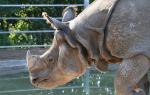 Shkëmbi nga briri Pse rinoceronti indian nuk ka bri