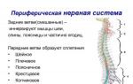 Анатомія цнс людини.  Що таке ЦНС?  Центральна нервова система: функція, характеристика, анатомія.  Автономна нервова система